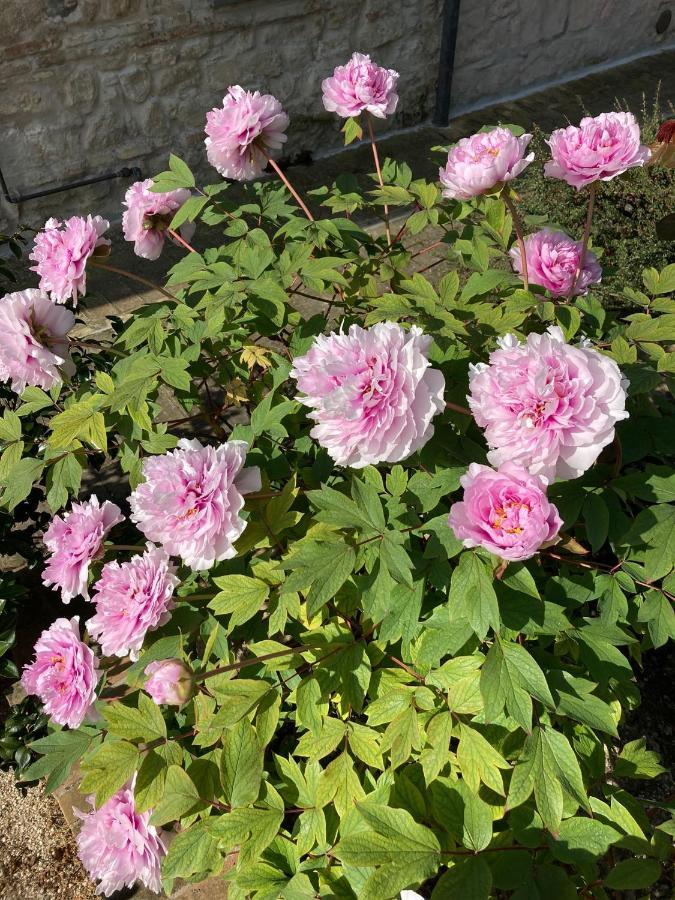 B&B Villa Fioreconero Montacuto 外观 照片